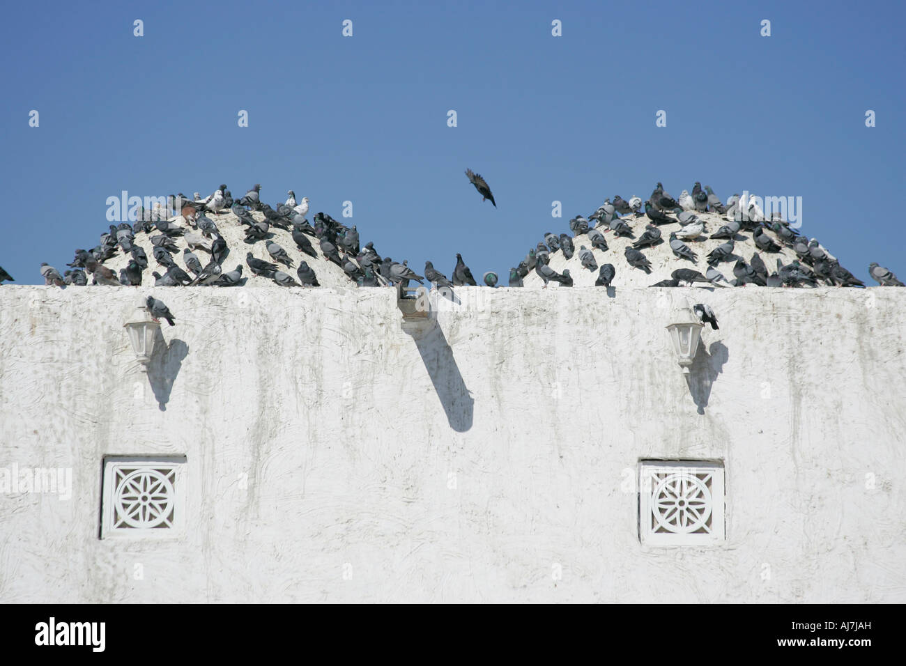 I piccioni sul tetto della moschea Qassim a Doha, in Qatar. Foto Stock