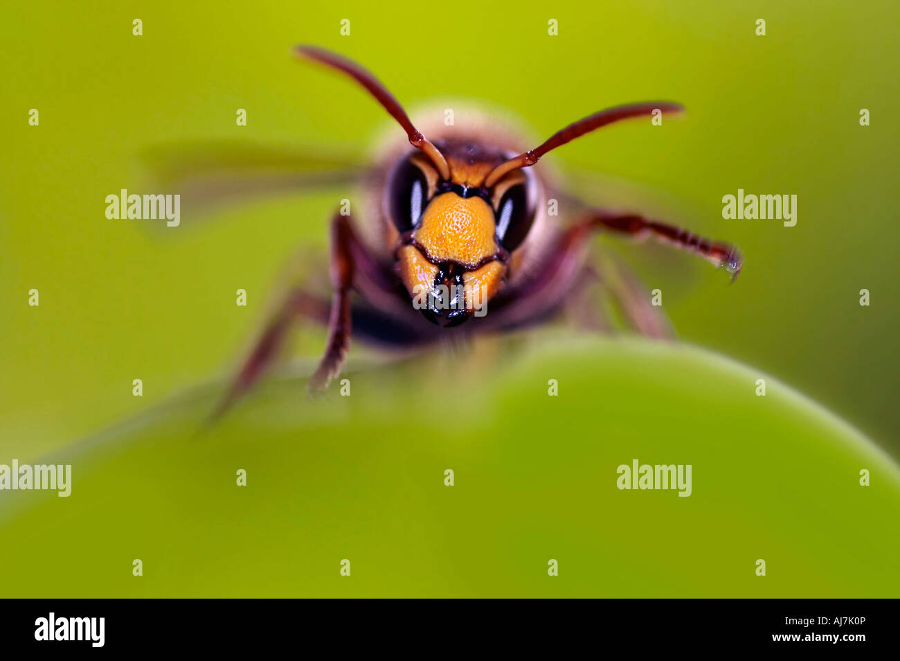 Giant hornet - mandibole Foto Stock
