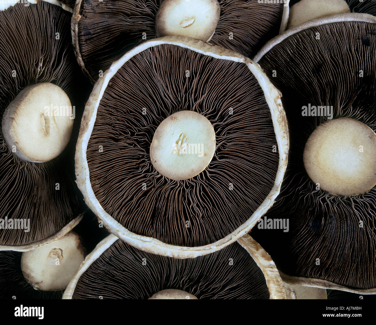 Primo piano delle branchie di un coltivati funghi commestibili Foto Stock