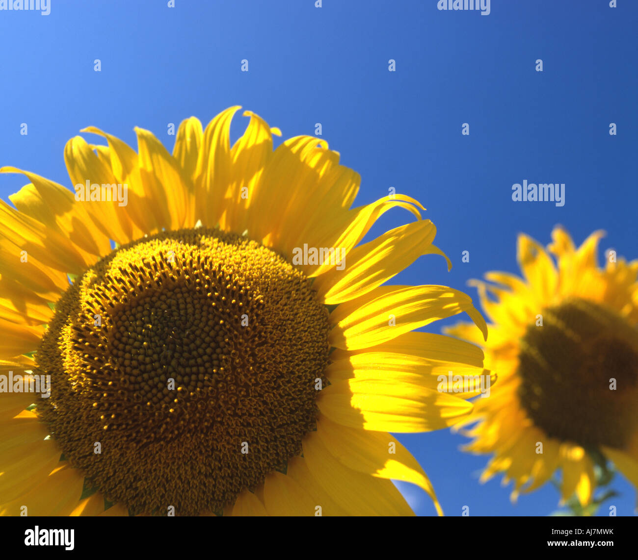 Due teste di semi di girasole Foto Stock