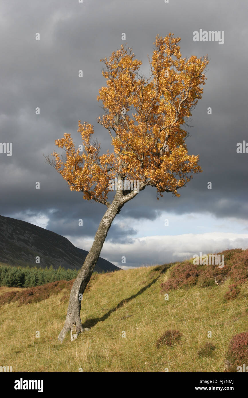 Soleggiato teletta Betulla Betula pendula Tree Glen Clunie Braemar in Scozia Foto Stock