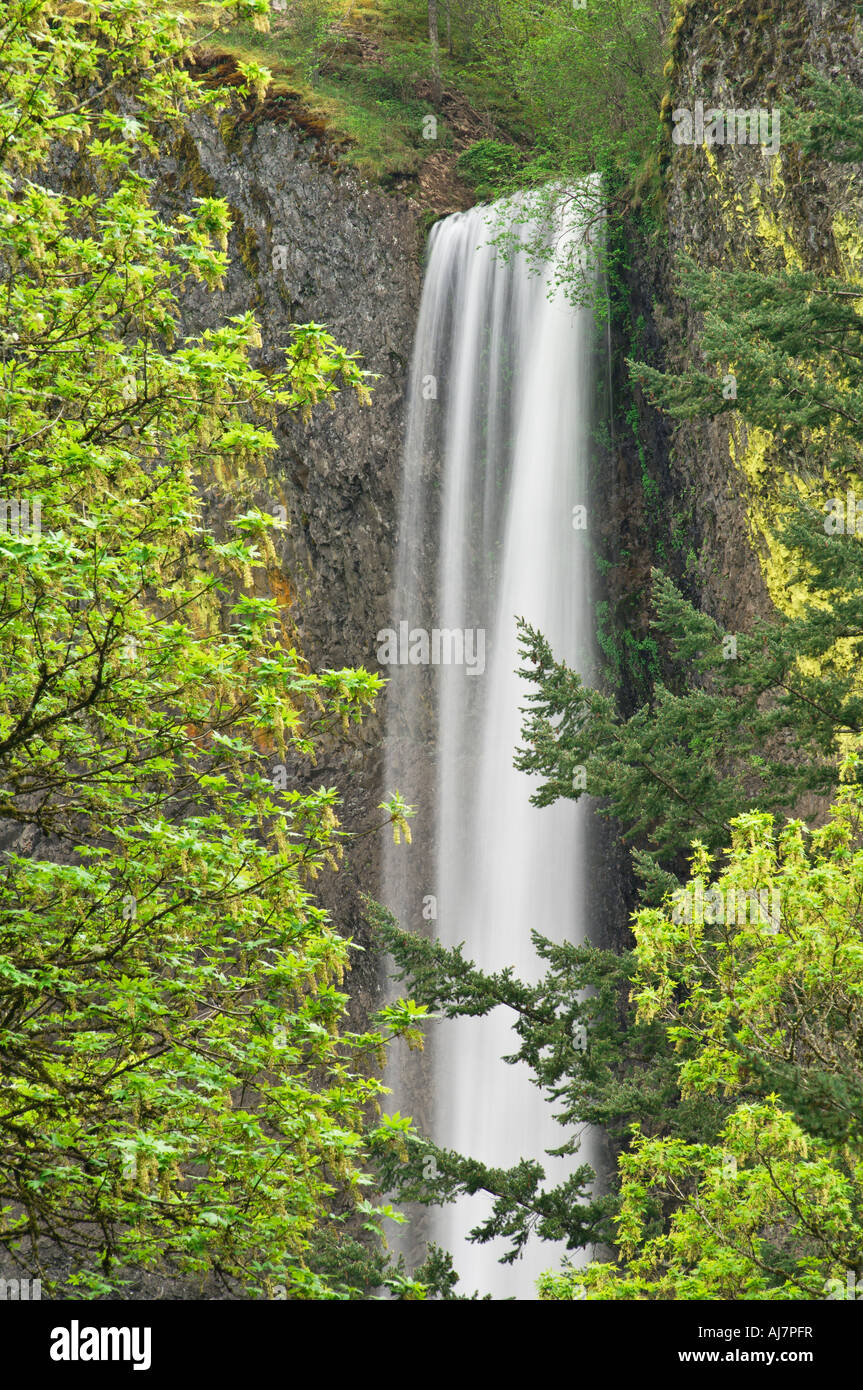 Latourel cade Columbia River Gorge National Scenic Area Oregon Foto Stock