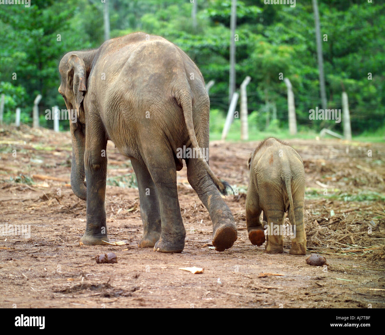 Elephant polpaccio (Elephas maximus indicus) e genitore Orfanotrofio degli Elefanti di Pinnawela, Sri Lanka, Asia Foto Stock