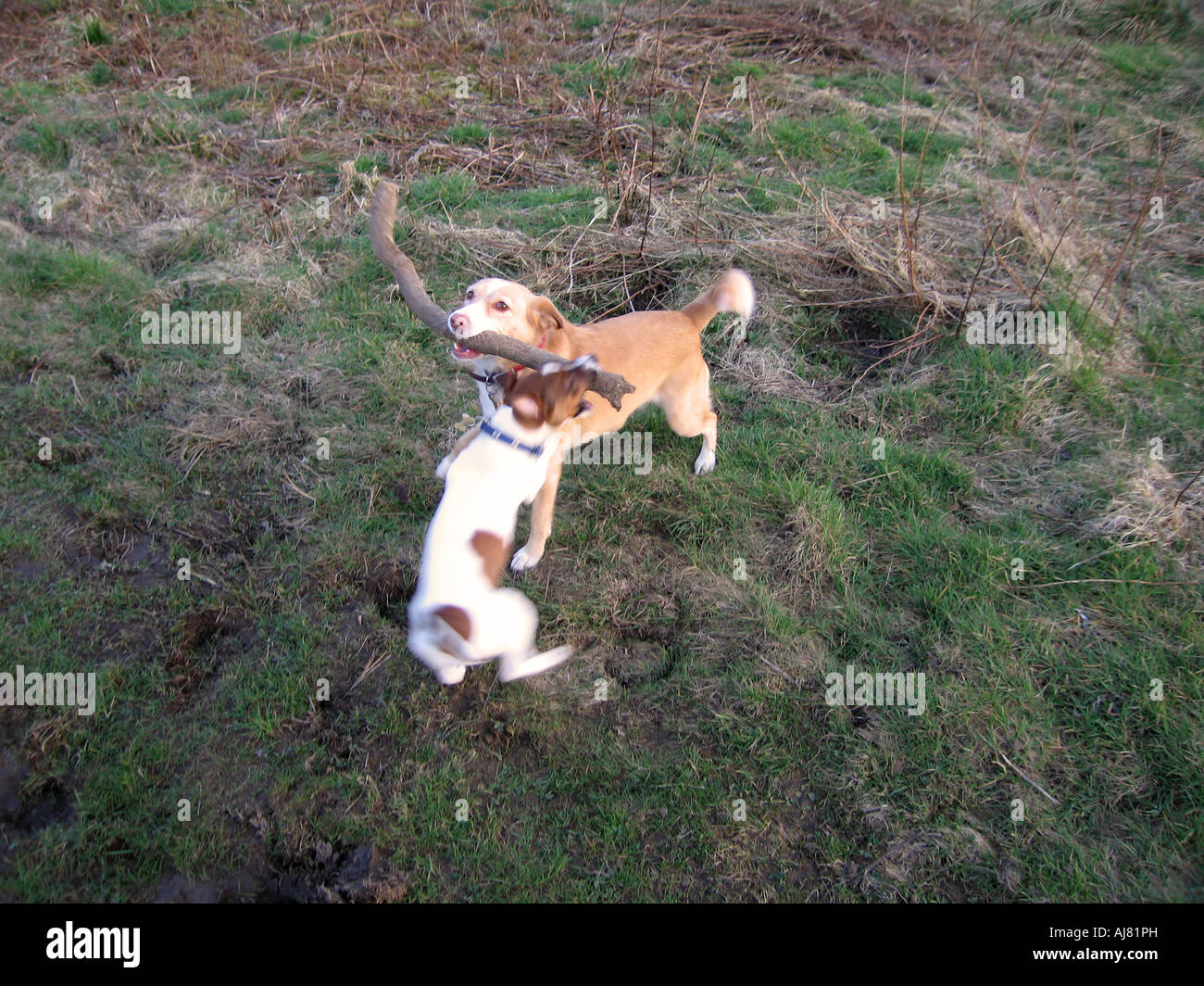 Due cani giocando con bastone Foto Stock