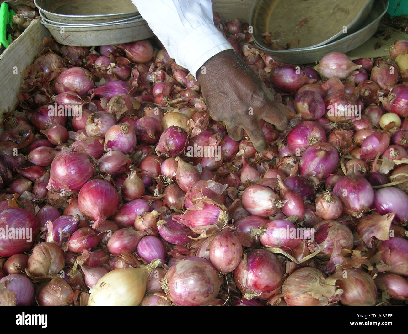 Man mano le cipolle di smistamento, scena del mercato, Mauritius Foto Stock