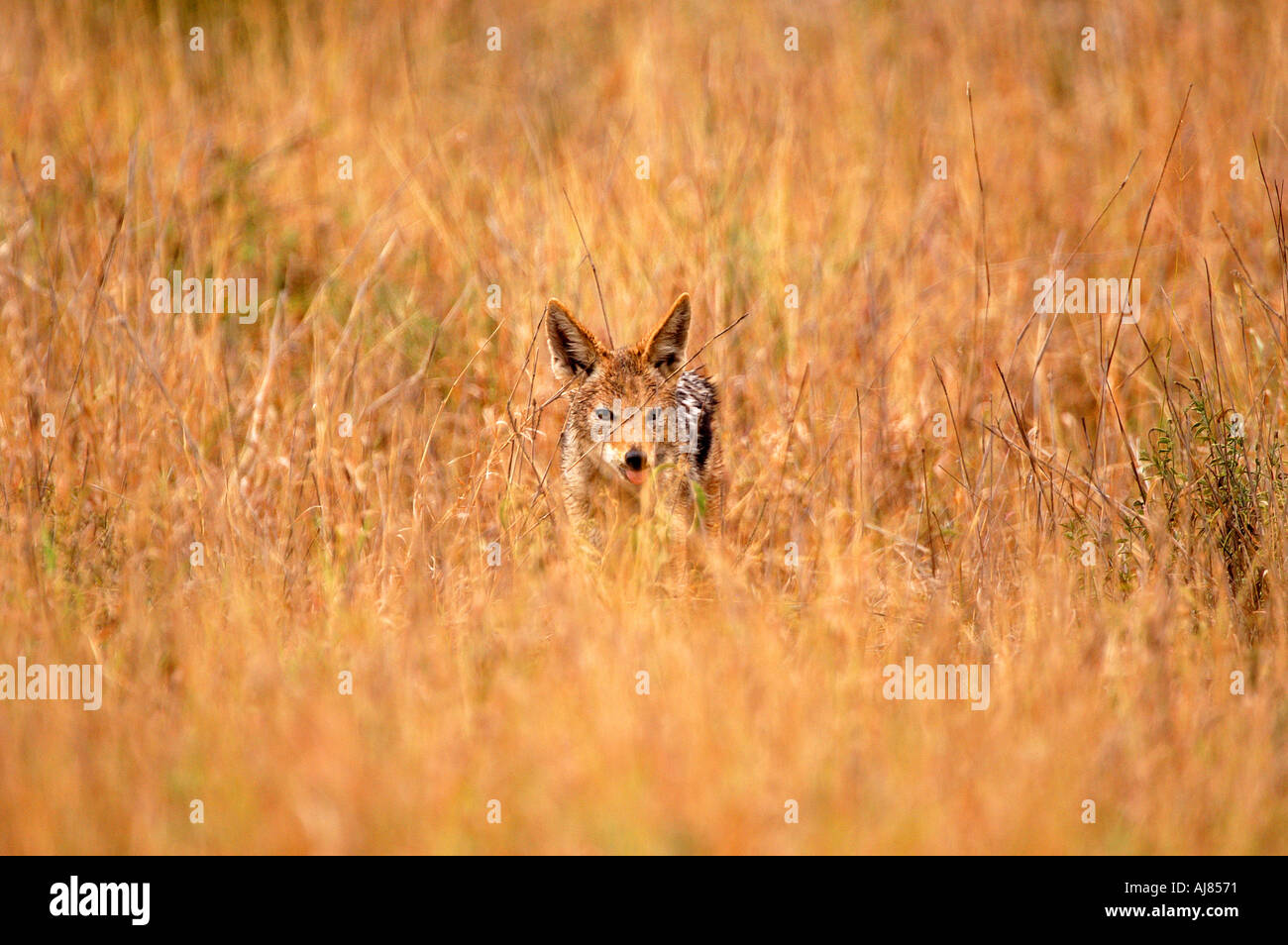 Un avviso Black backed jackal è mimetizzata nel lungo erba secca del Parco Nazionale Kruger Sud Africa Foto Stock