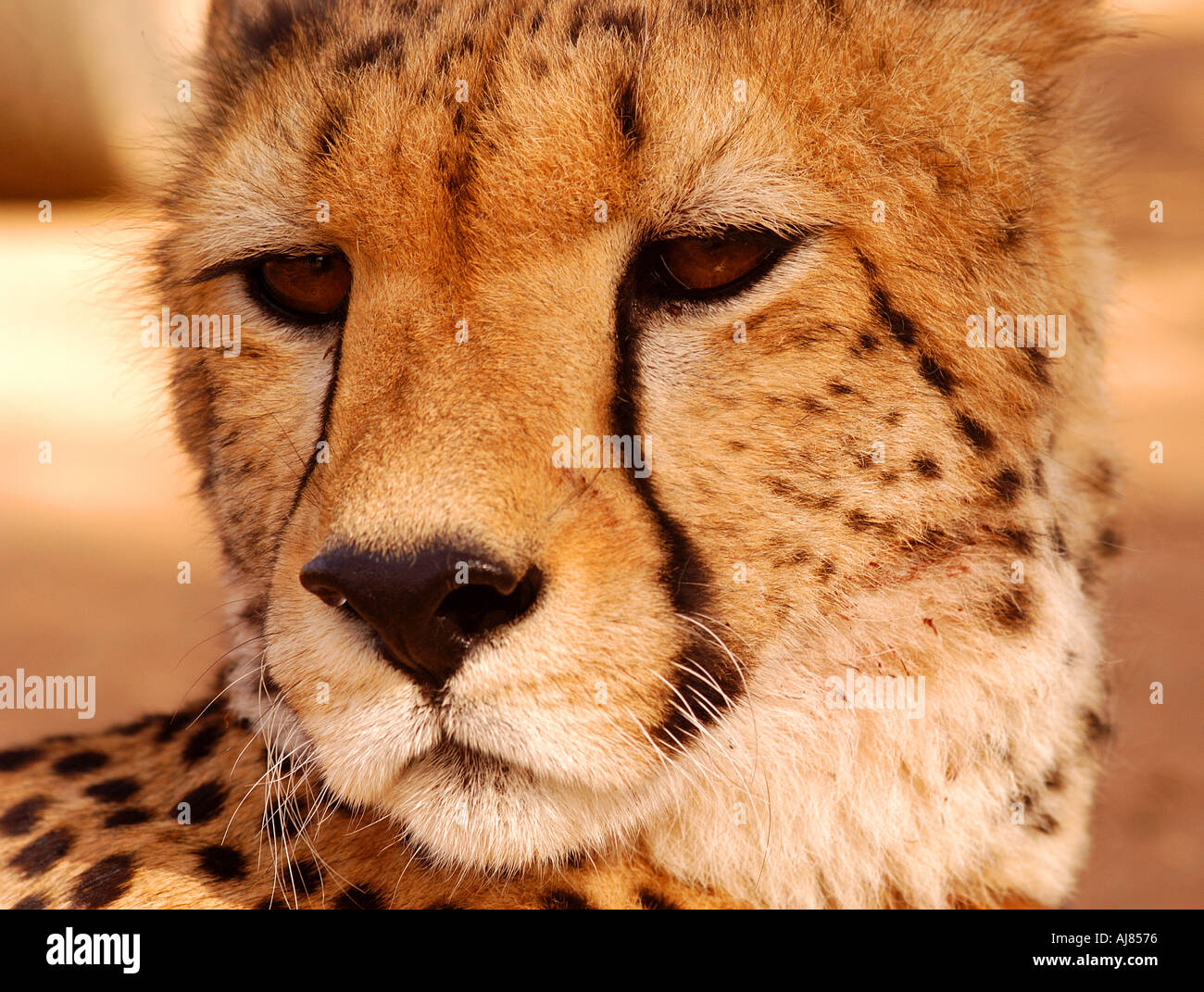 Ritratto di un ghepardo prese nella regione di Limpopo del Sud Africa Foto Stock