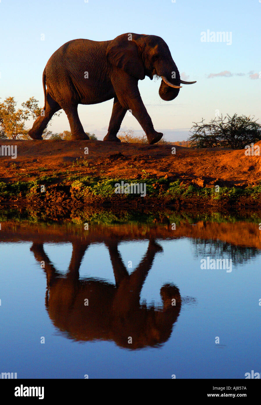Un toro giovane elefante marche attraverso il bush Africano si riflette in un fresco dam Foto Stock