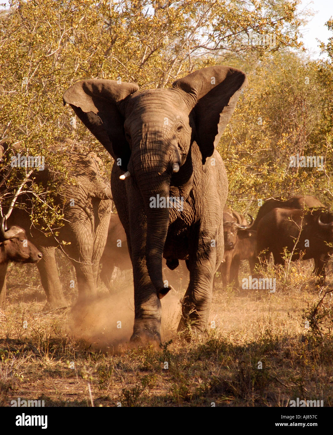 Una bull elephant cariche nel minacciare pongono Foto Stock