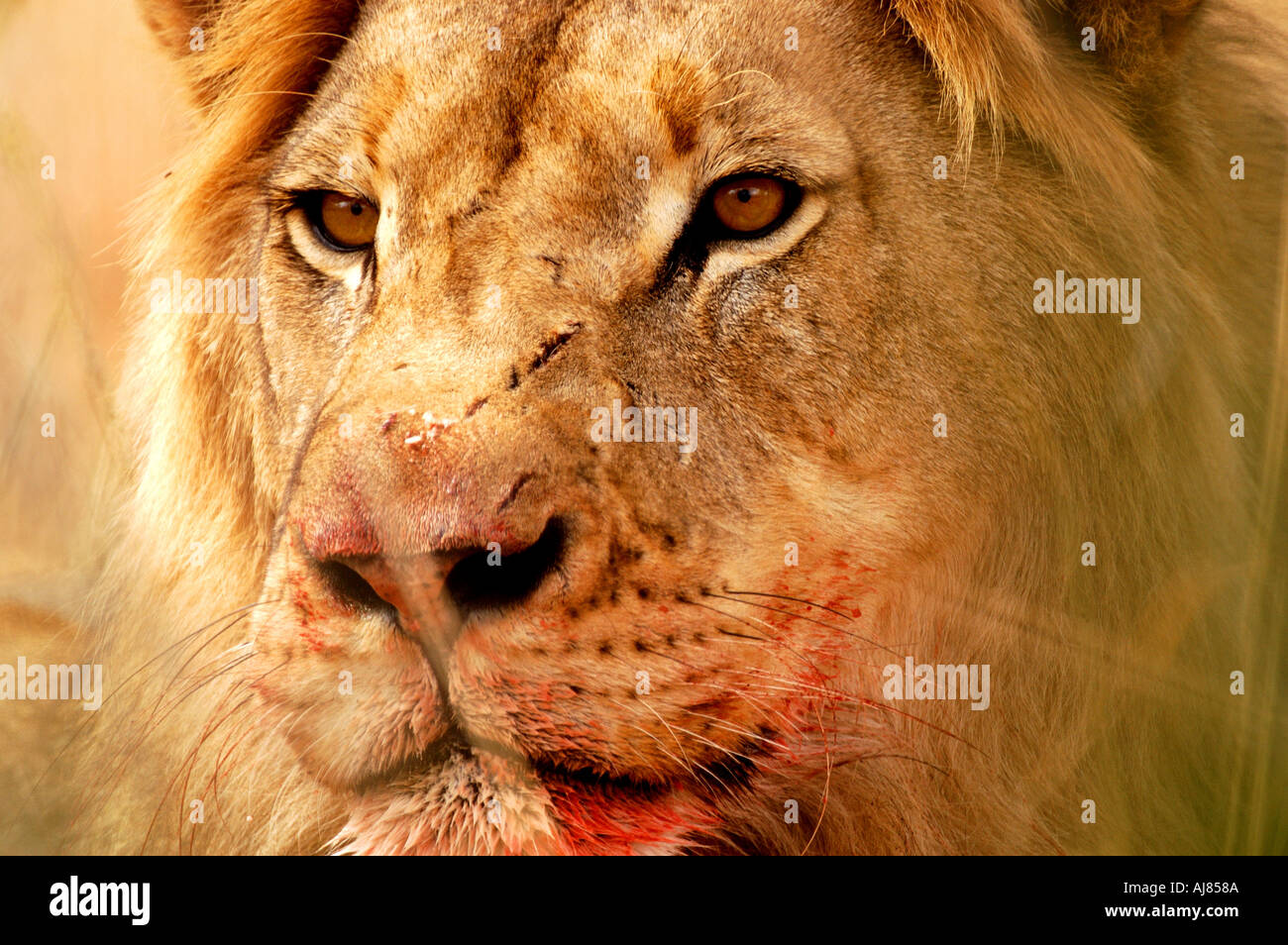 Un grande maschio lion mostra le cicatrici di battaglia e il sangue di un recente uccidere nel Parco Nazionale Kruger Sud Africa Foto Stock