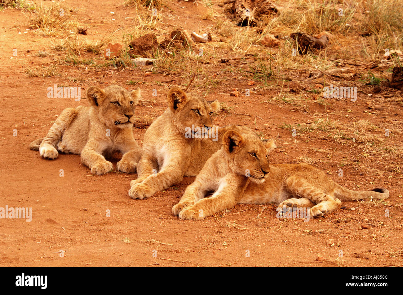 L'attenzione di tre cuccioli di Lion è catturato da azione da vicino Foto Stock