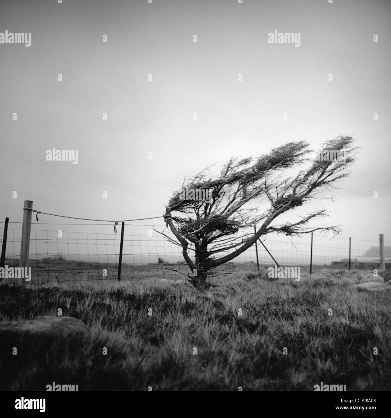 Un albero in un campo Foto Stock