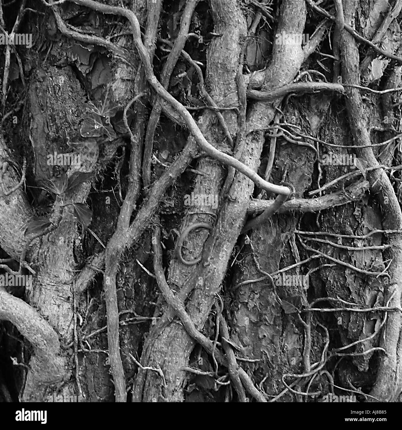 In prossimità delle radici di albero Foto Stock