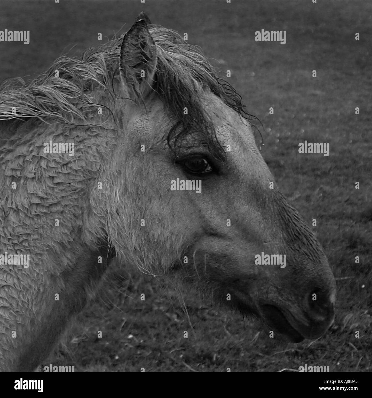 Testa di cavallo Foto Stock