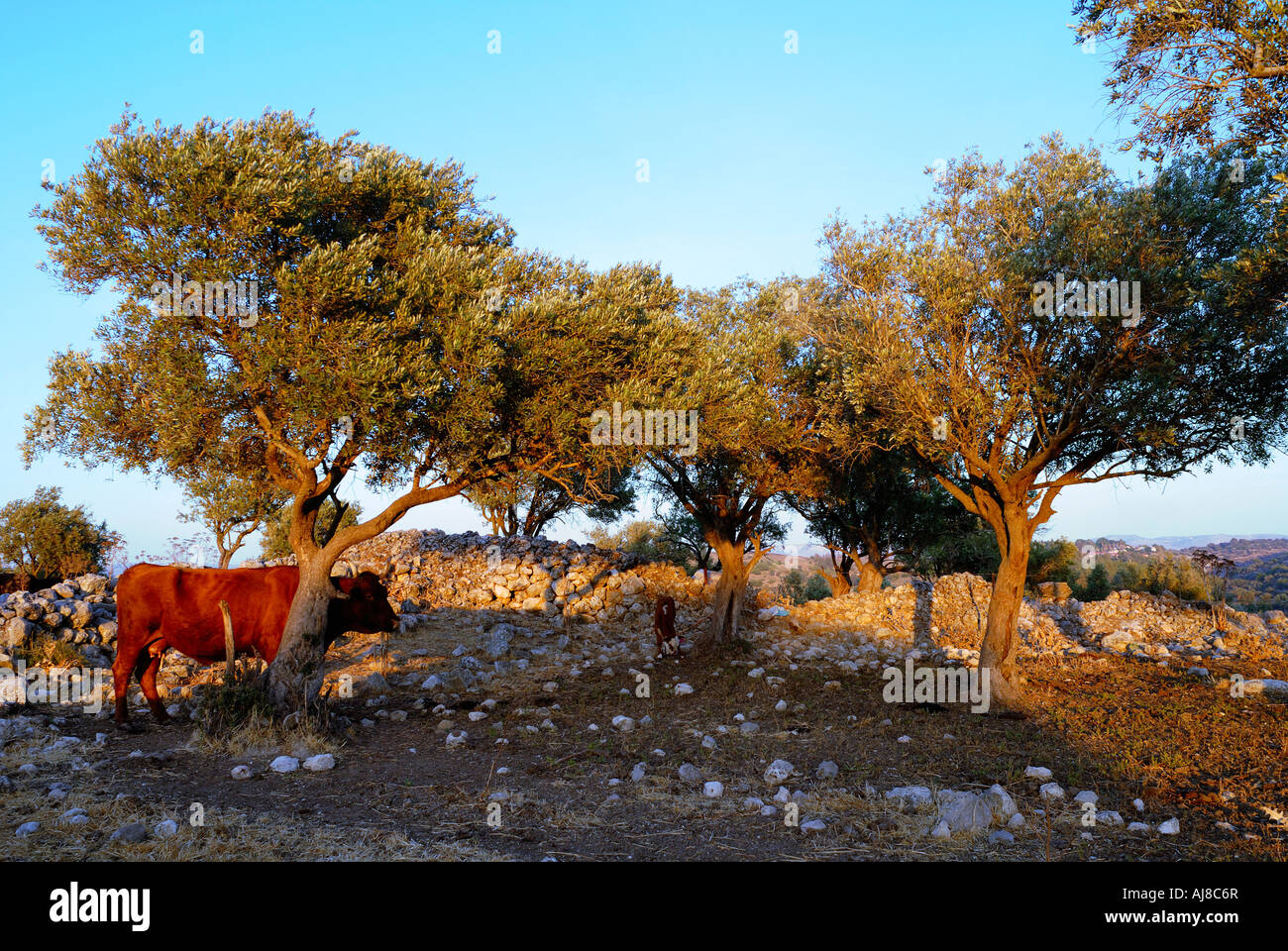 Israele Negev Lachis region free roaming il pascolo di bestiame nei campi Foto Stock