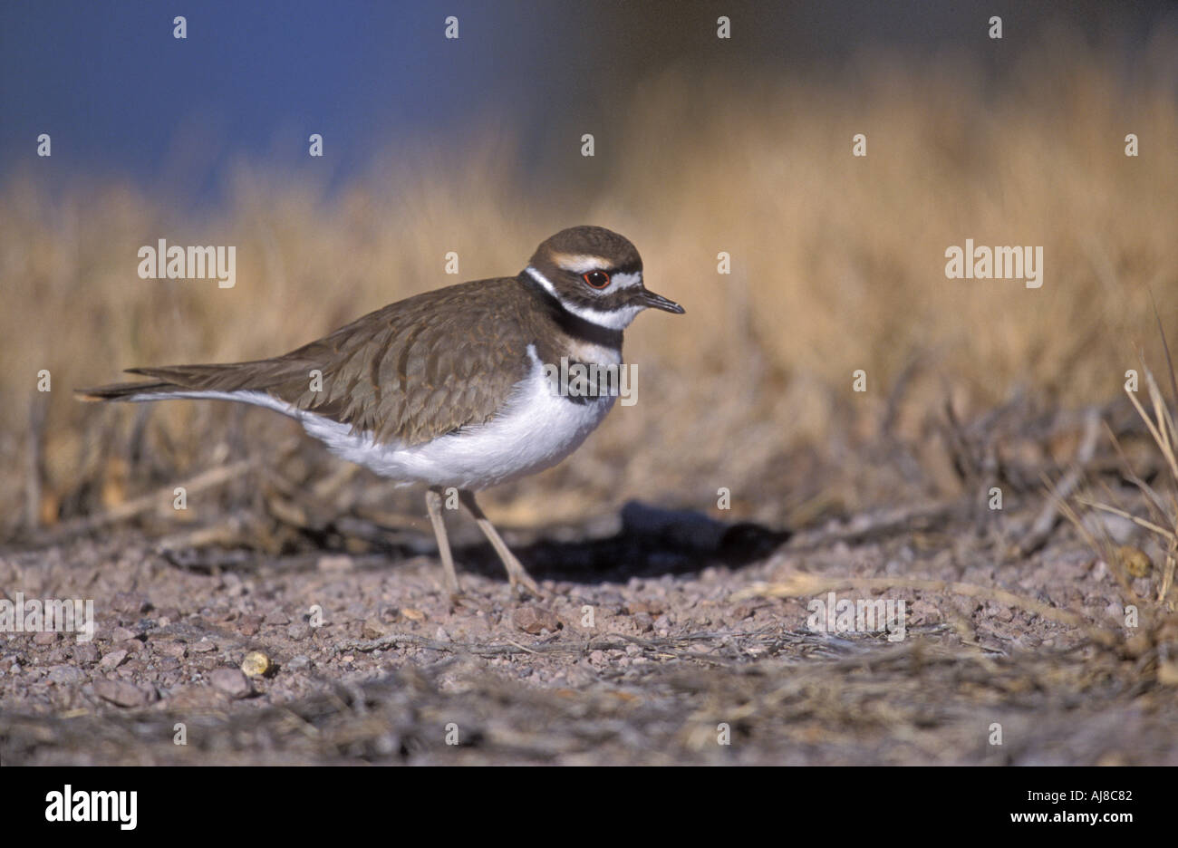KILLDEER Charadrius vociferus Foto Stock