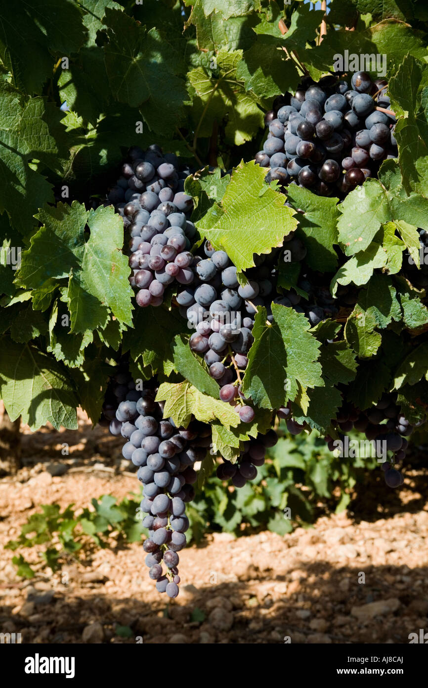 Blue uva sulla vite Foto Stock