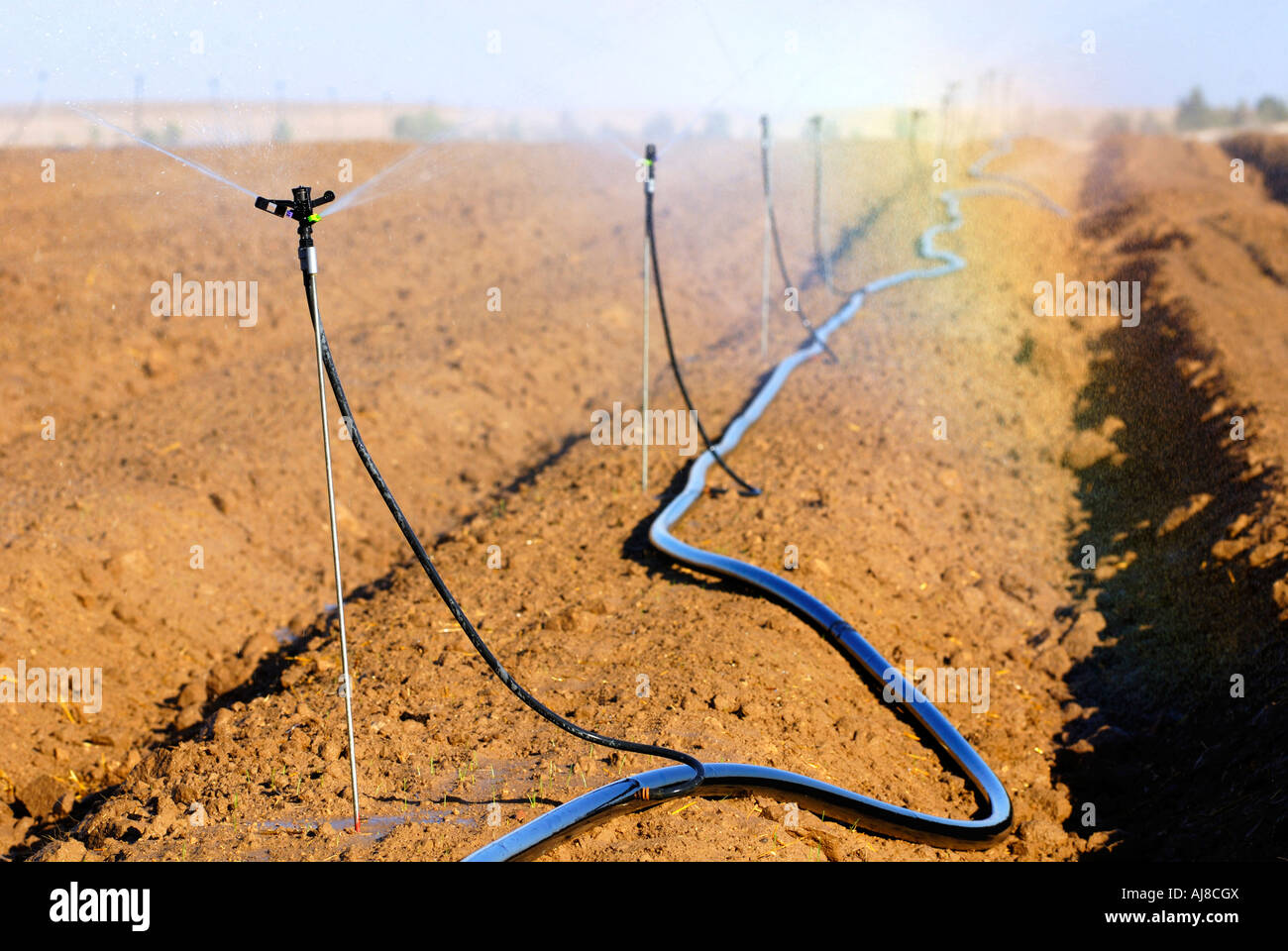 Israele Negev campi di irrigazione con sprinkler un arcobaleno è formata dalla luce del sole e l'acqua scende Foto Stock