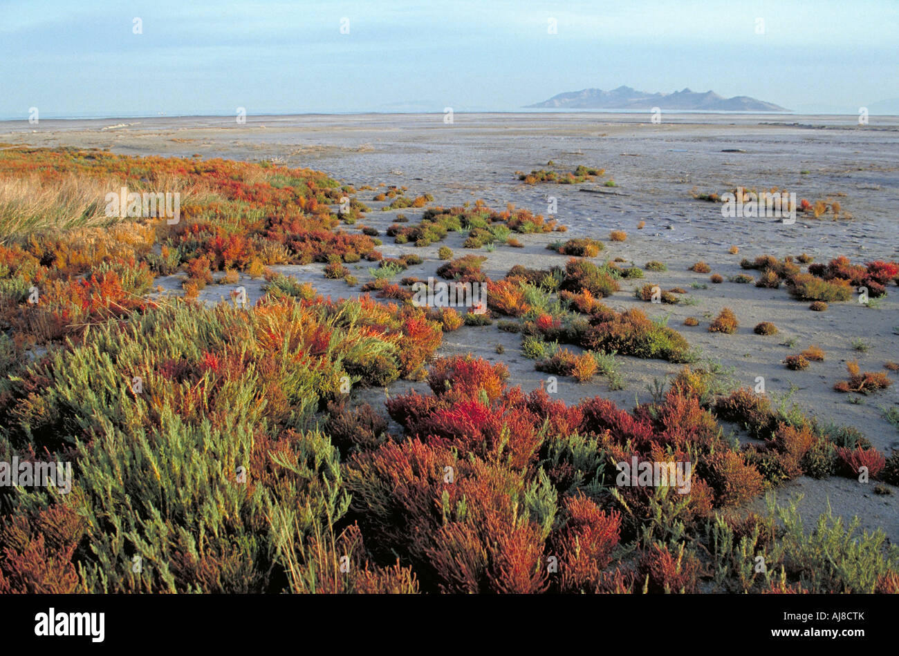 Elk224 1799 Utah fantastica Salt Lake paludosi del litorale Foto Stock