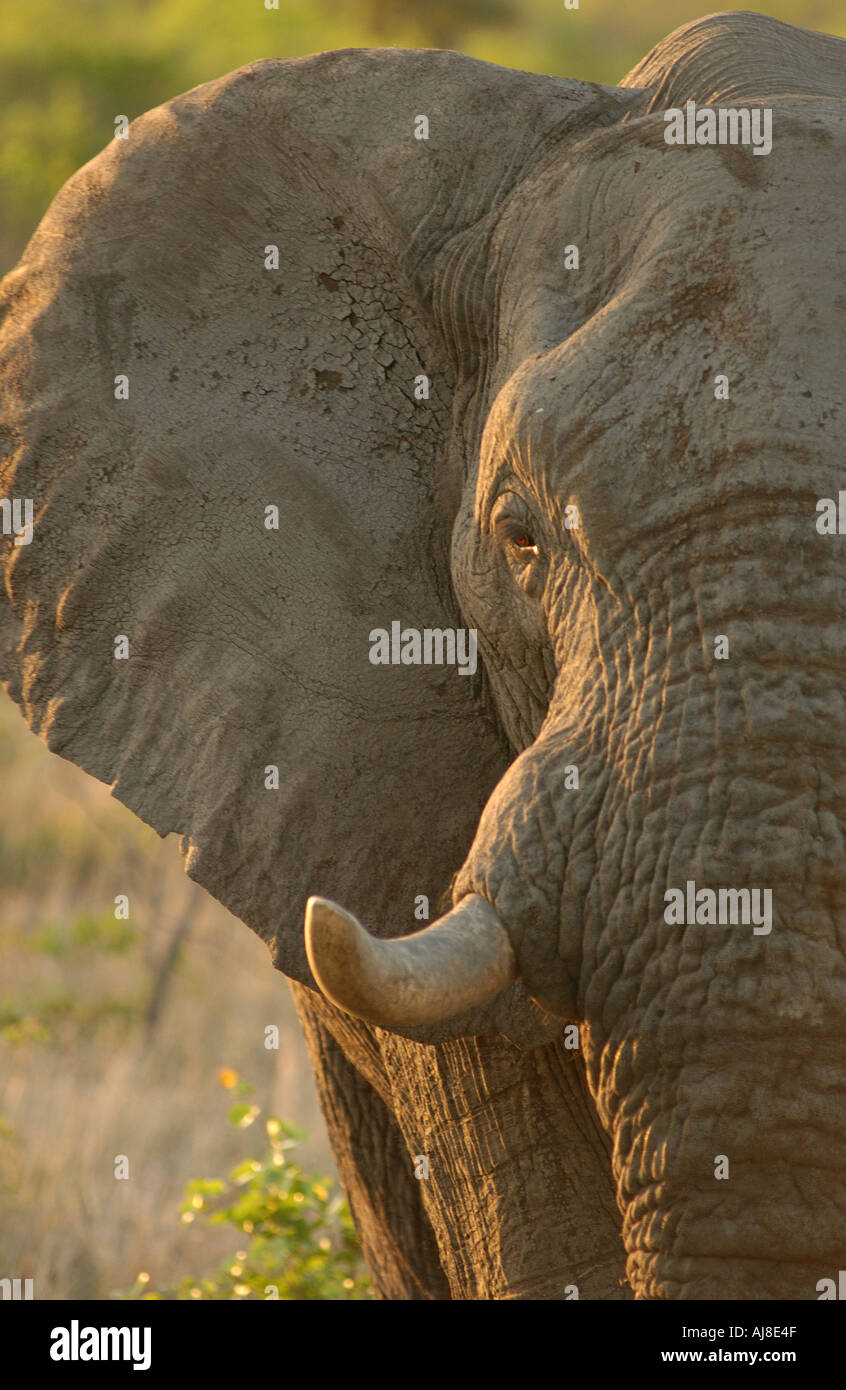 Elephant Africa Wildlife Kruger National Park Foto Stock