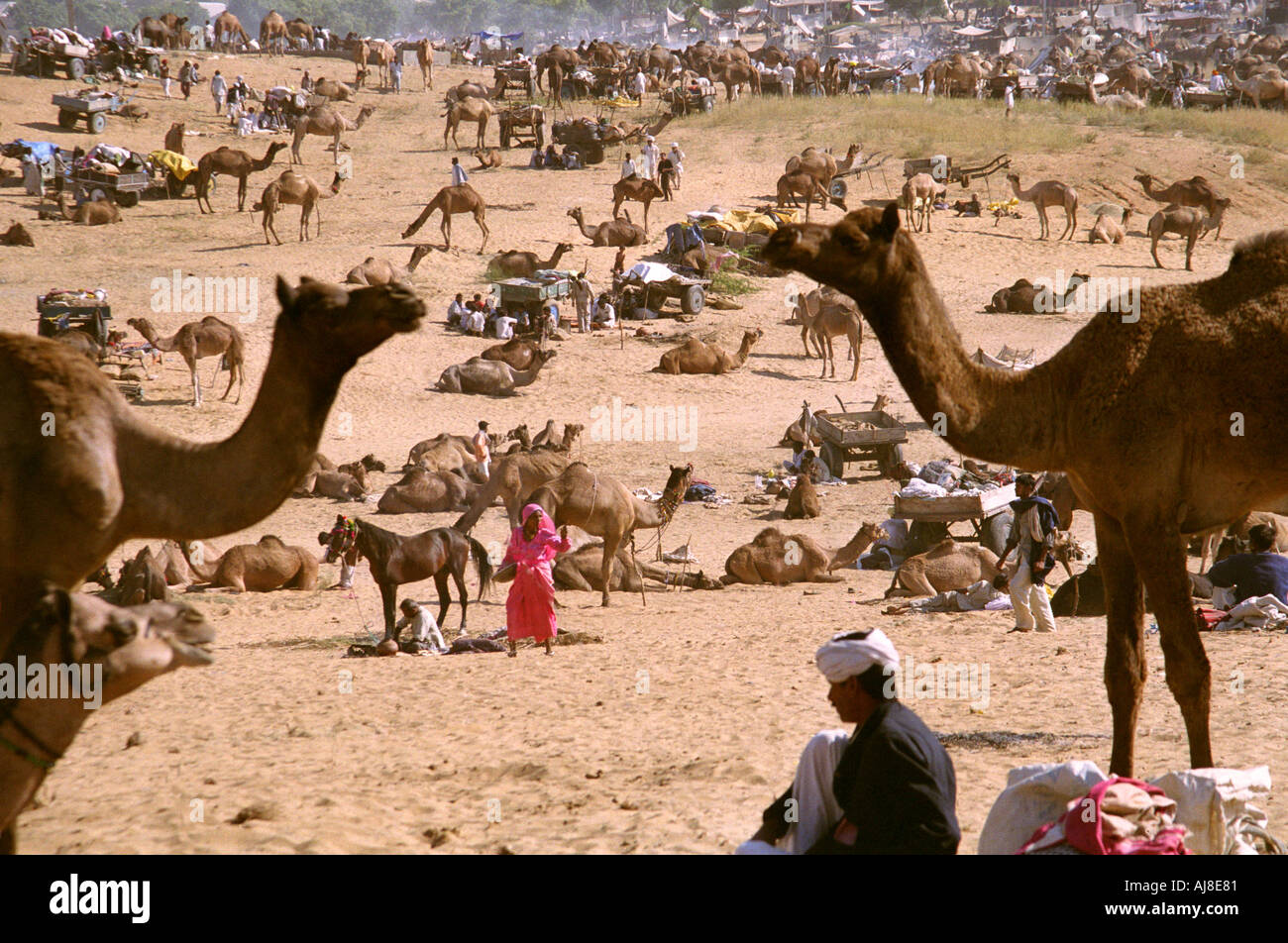 Puskar camel fair Foto Stock