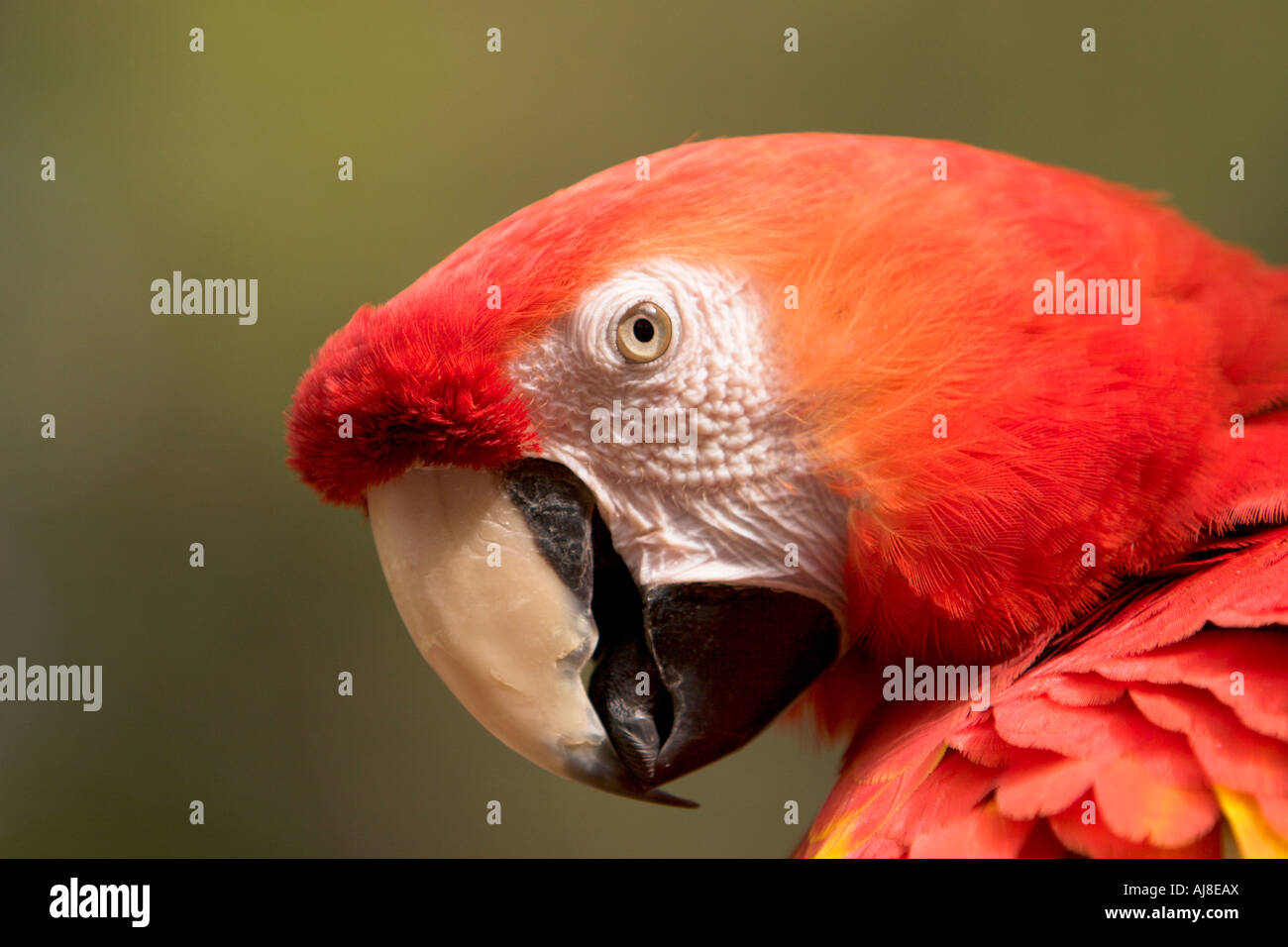 Scarlet Macaw Close-Up Foto Stock