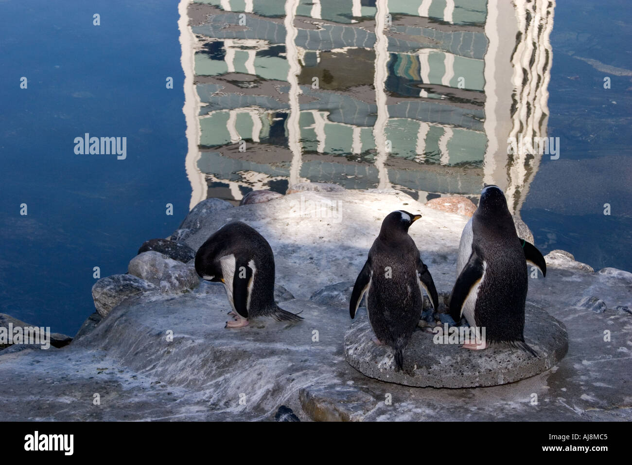 I pinguini all'acquario di Bergen, Norvegia. Foto Stock