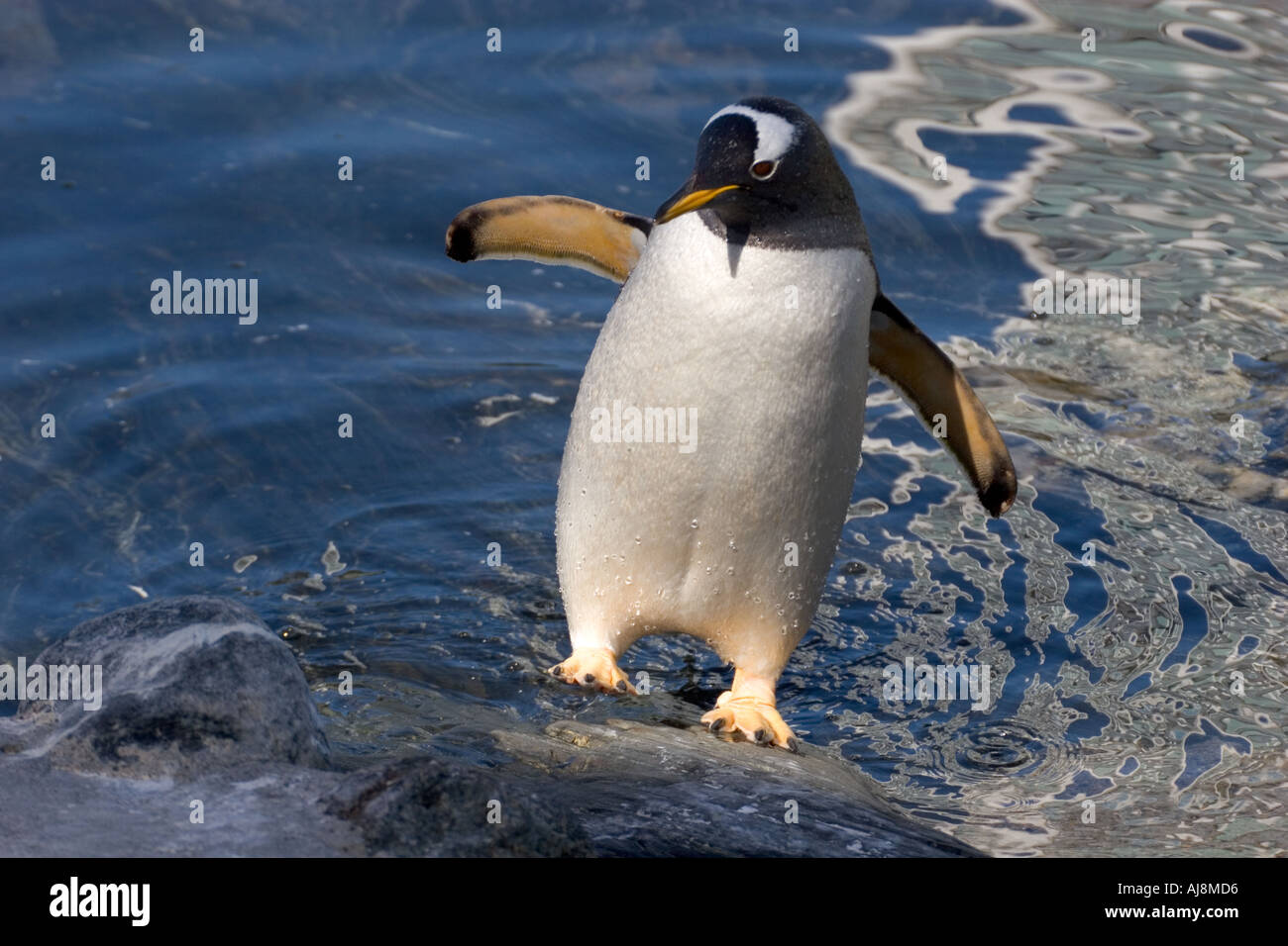 Penguin all'acquario di Bergen, Norvegia. Foto Stock