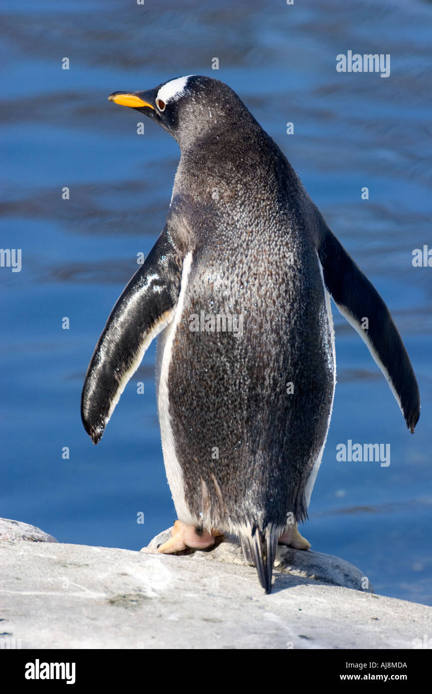 Penguin all'acquario di Bergen, Norvegia. Foto Stock