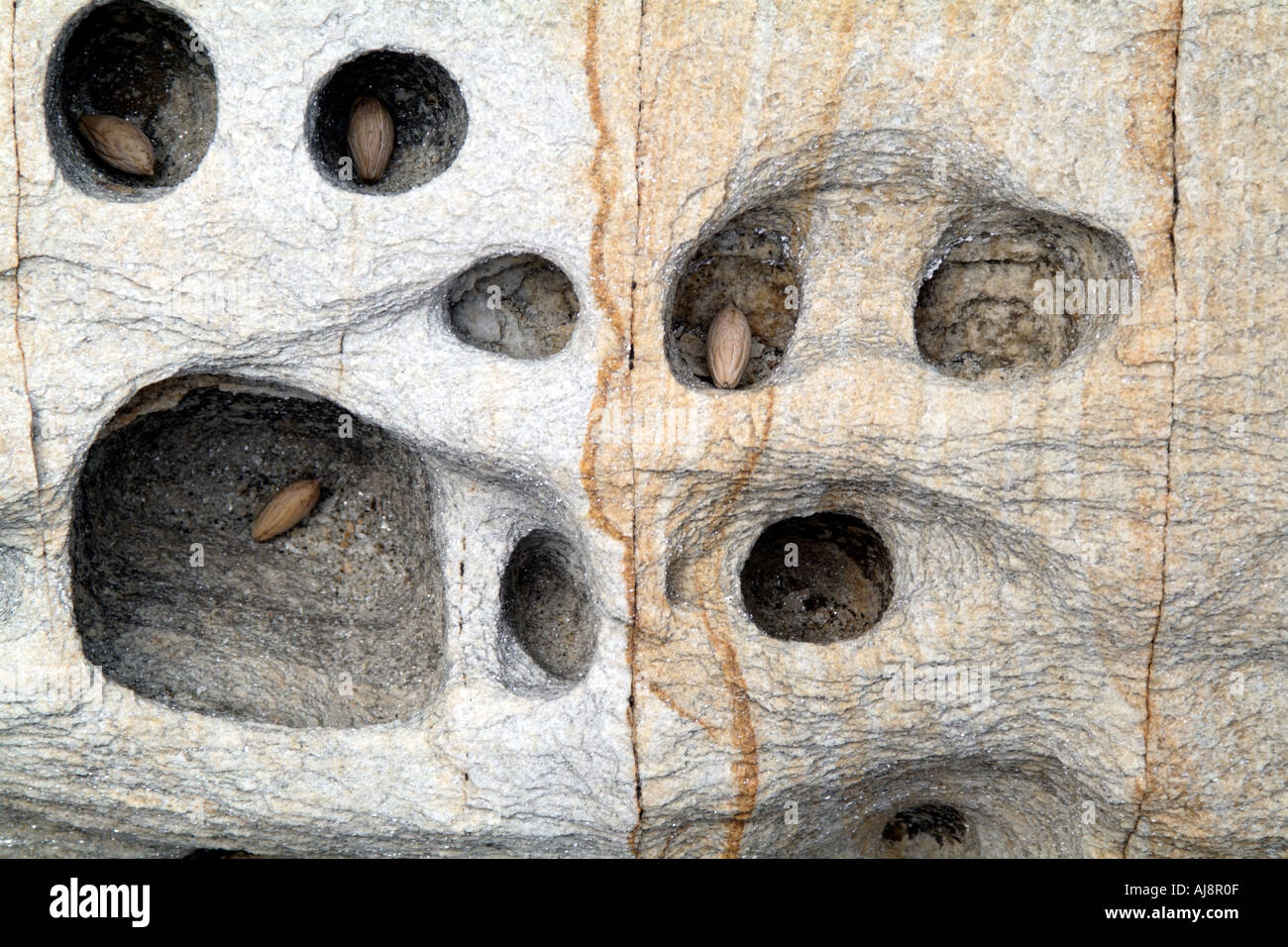 Marmo eroso rock con noccioli di olive in fori Foto Stock