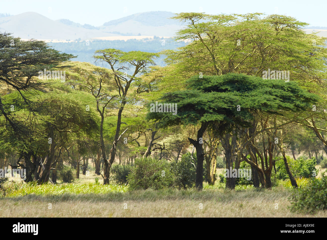 Alberi Acatia Lewa valley Kenya Foto Stock