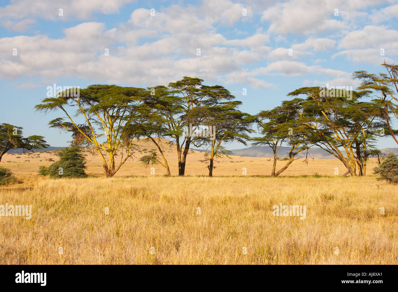 Valle Lewa Kenya Foto Stock