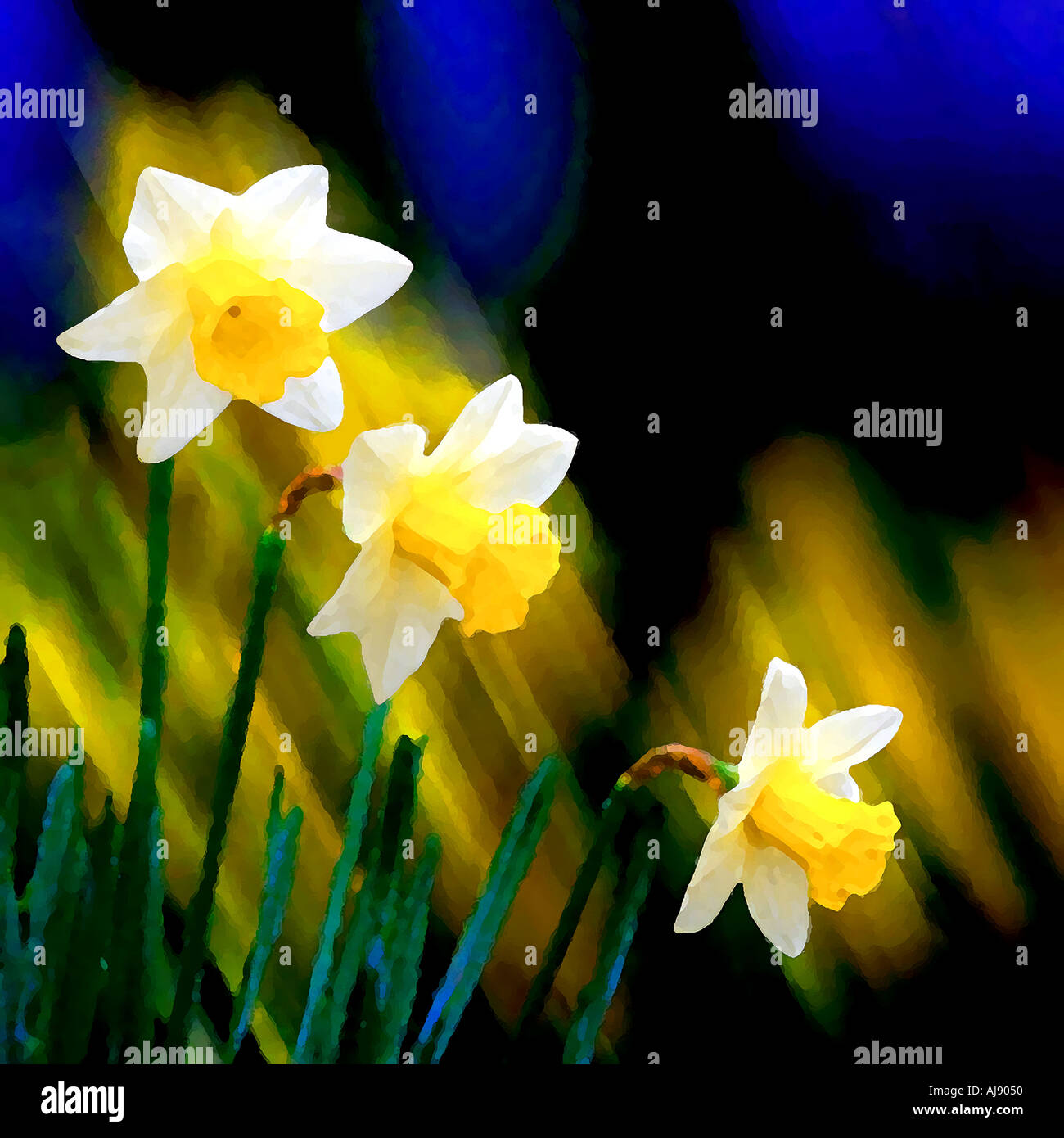 Daffodil narcisi Foto Stock
