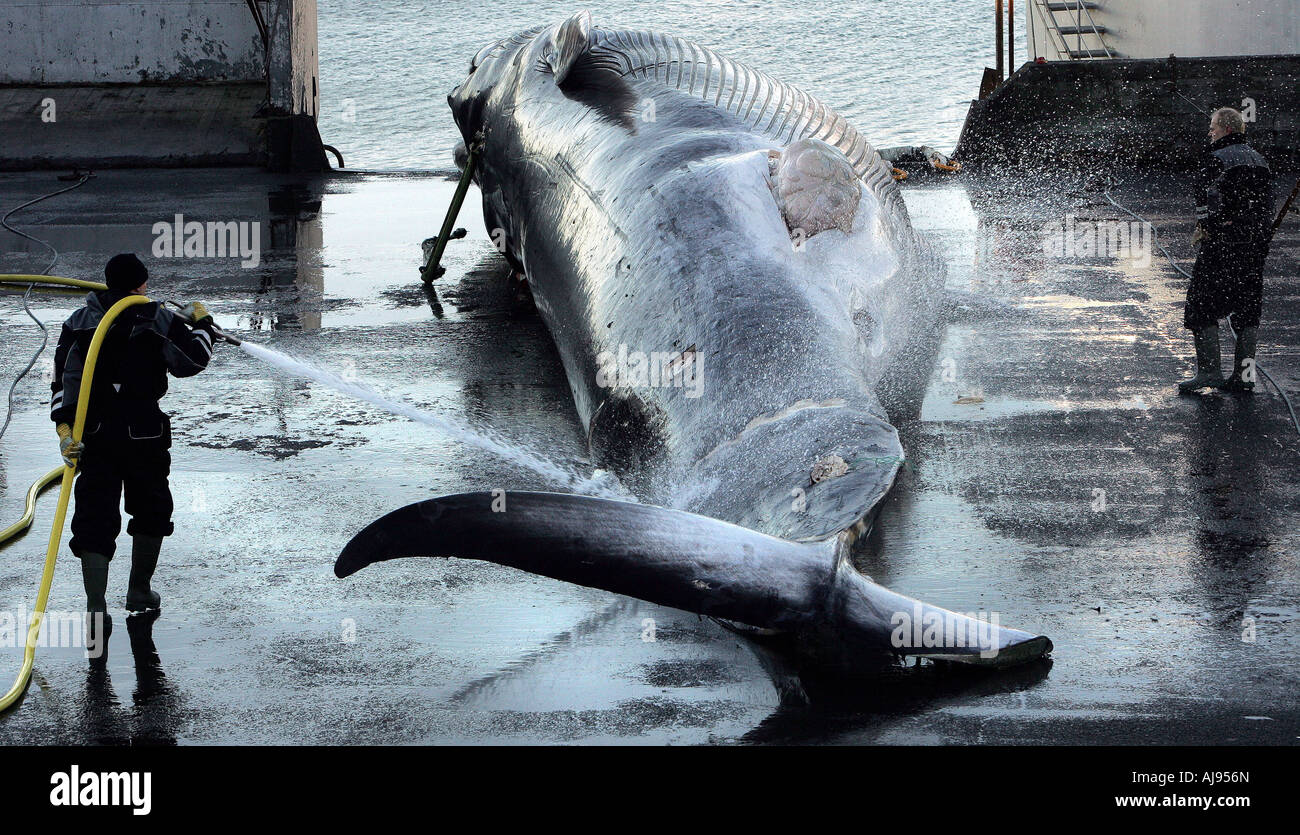La caccia commerciale alle balene in Islanda Foto Stock