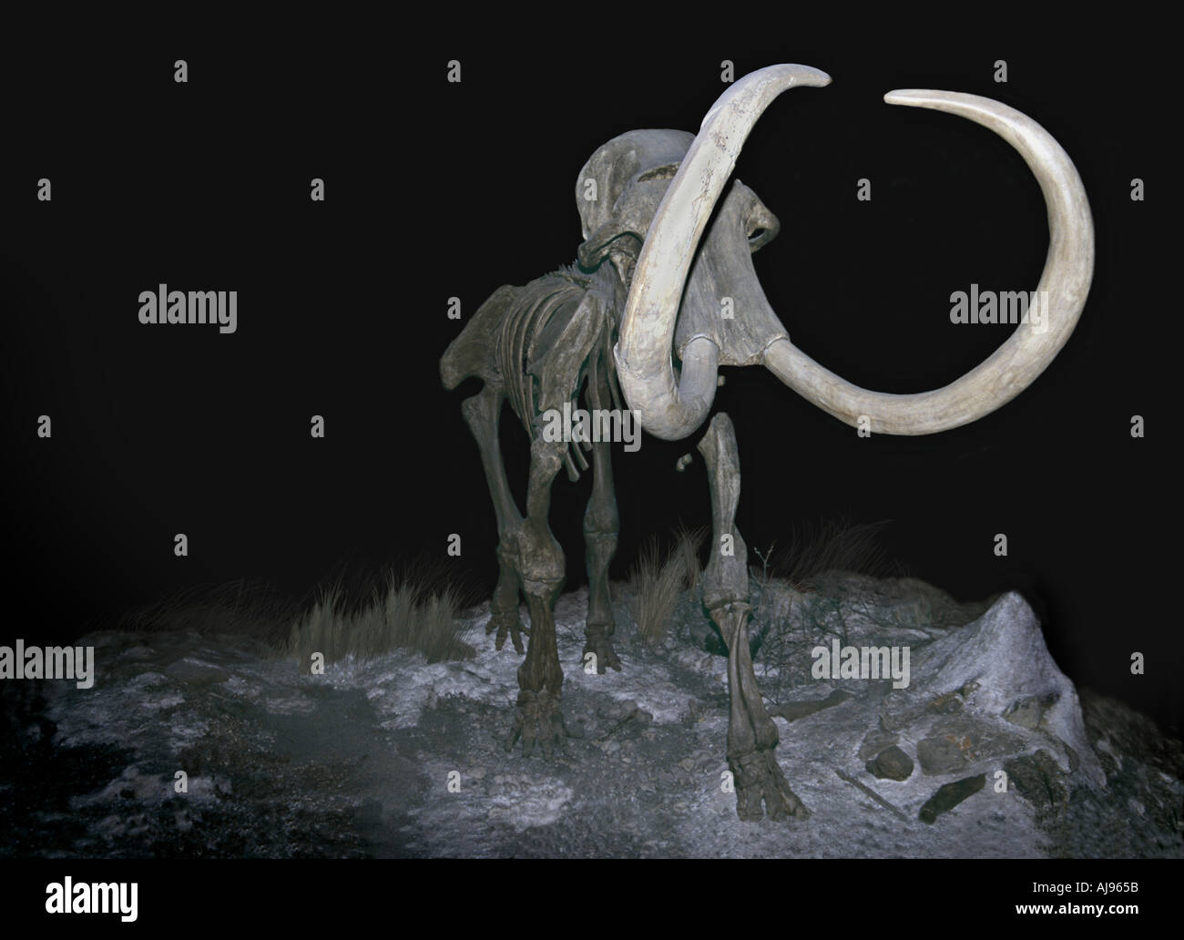 Mammut lanoso Foto Stock