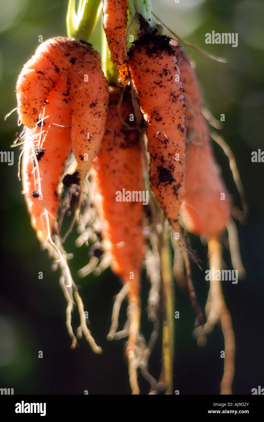 Organici di carote dal riparto Foto Stock