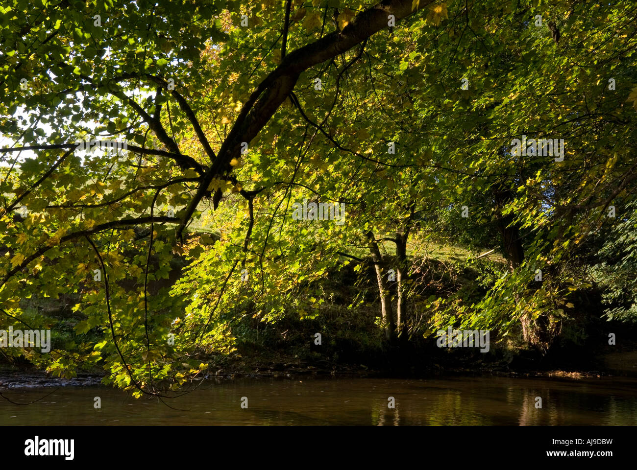 Autunno a colori fiume bollin Foto Stock