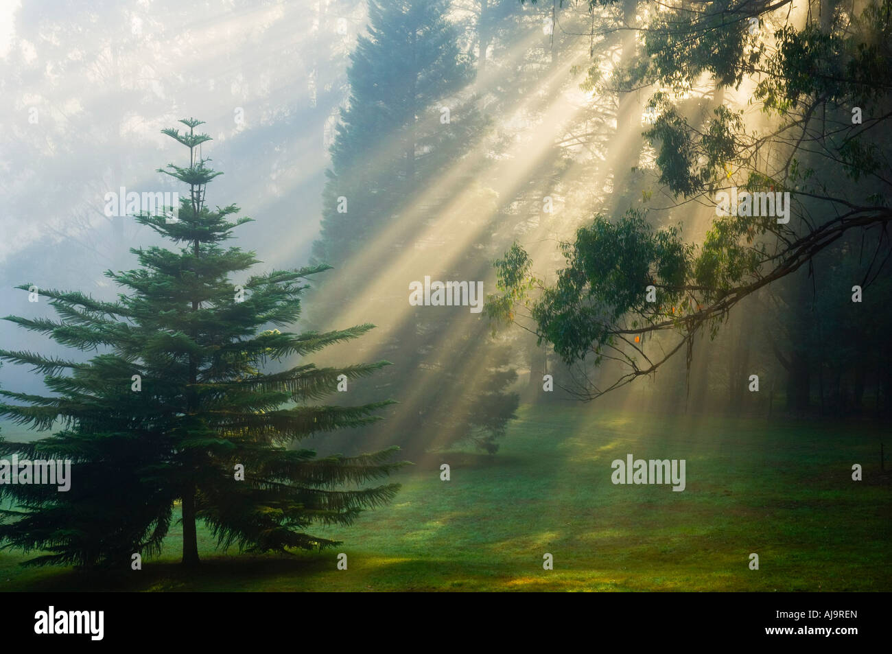 Sunray attraverso la nebbia di mattina, Dandenong Ranges, Victoria, Australia Foto Stock