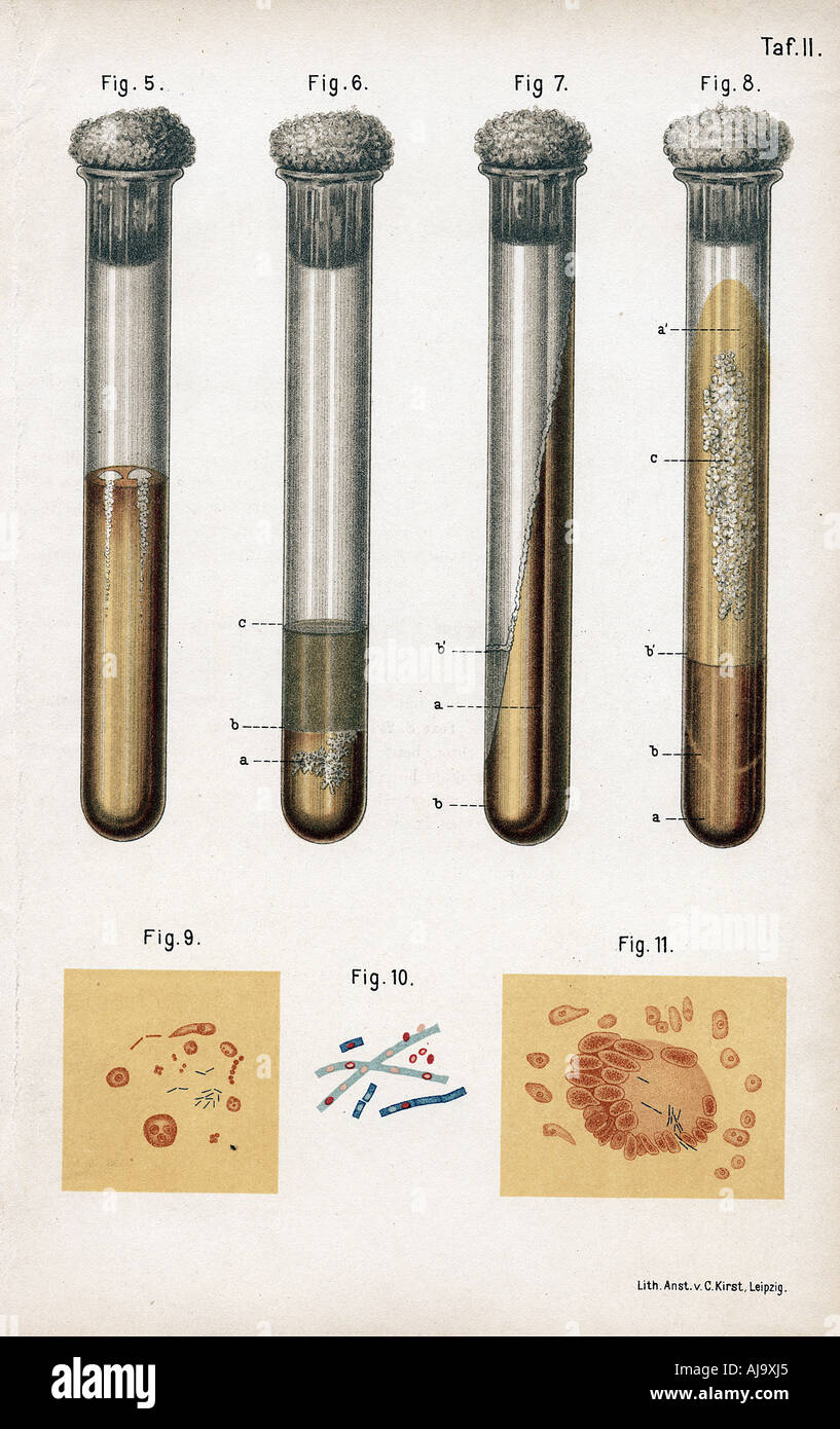 Vari tipi di batteri, 1889. Artista: sconosciuto Foto Stock