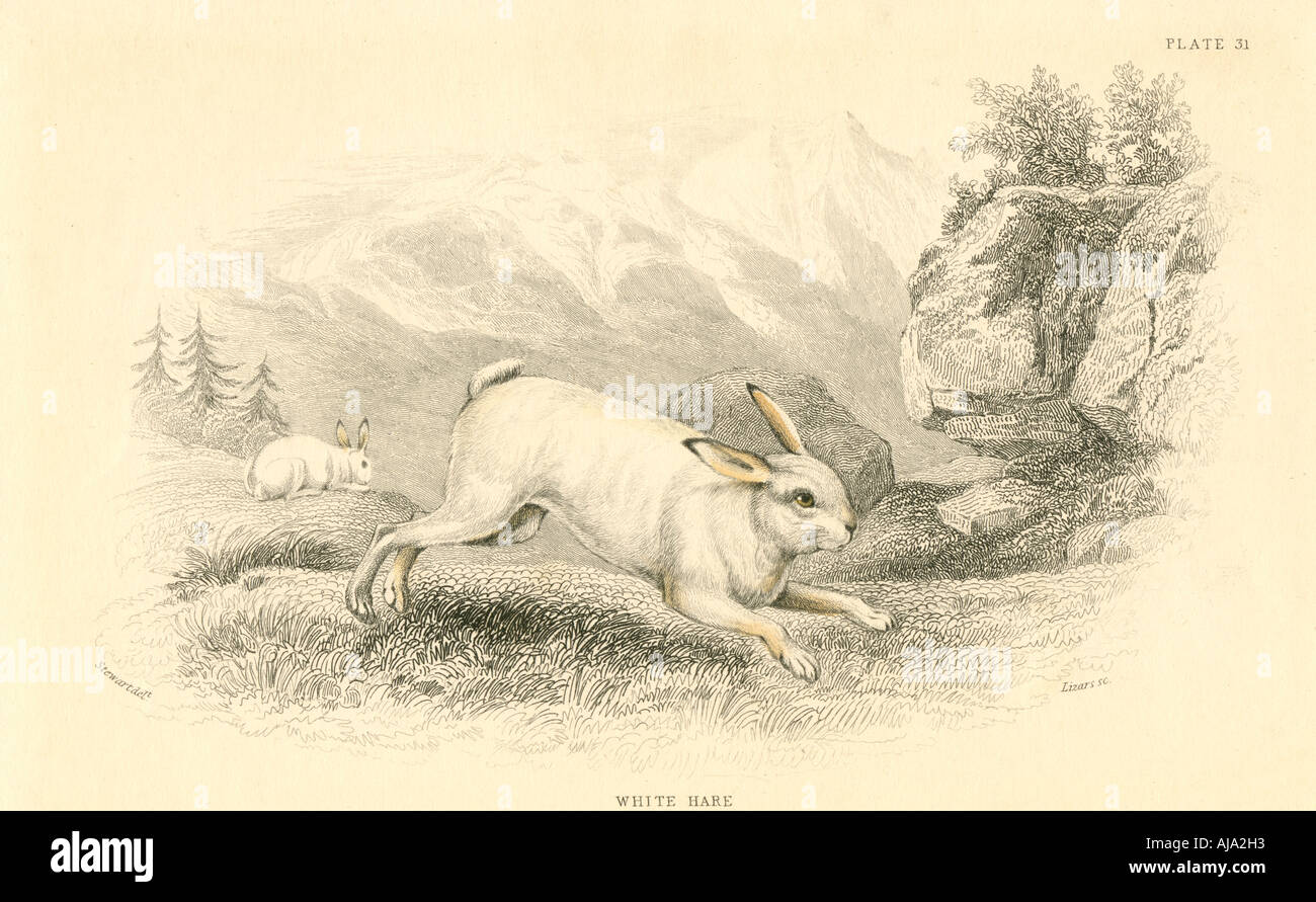 La lepre (Lepus europaeus), 1828. Artista: sconosciuto Foto Stock