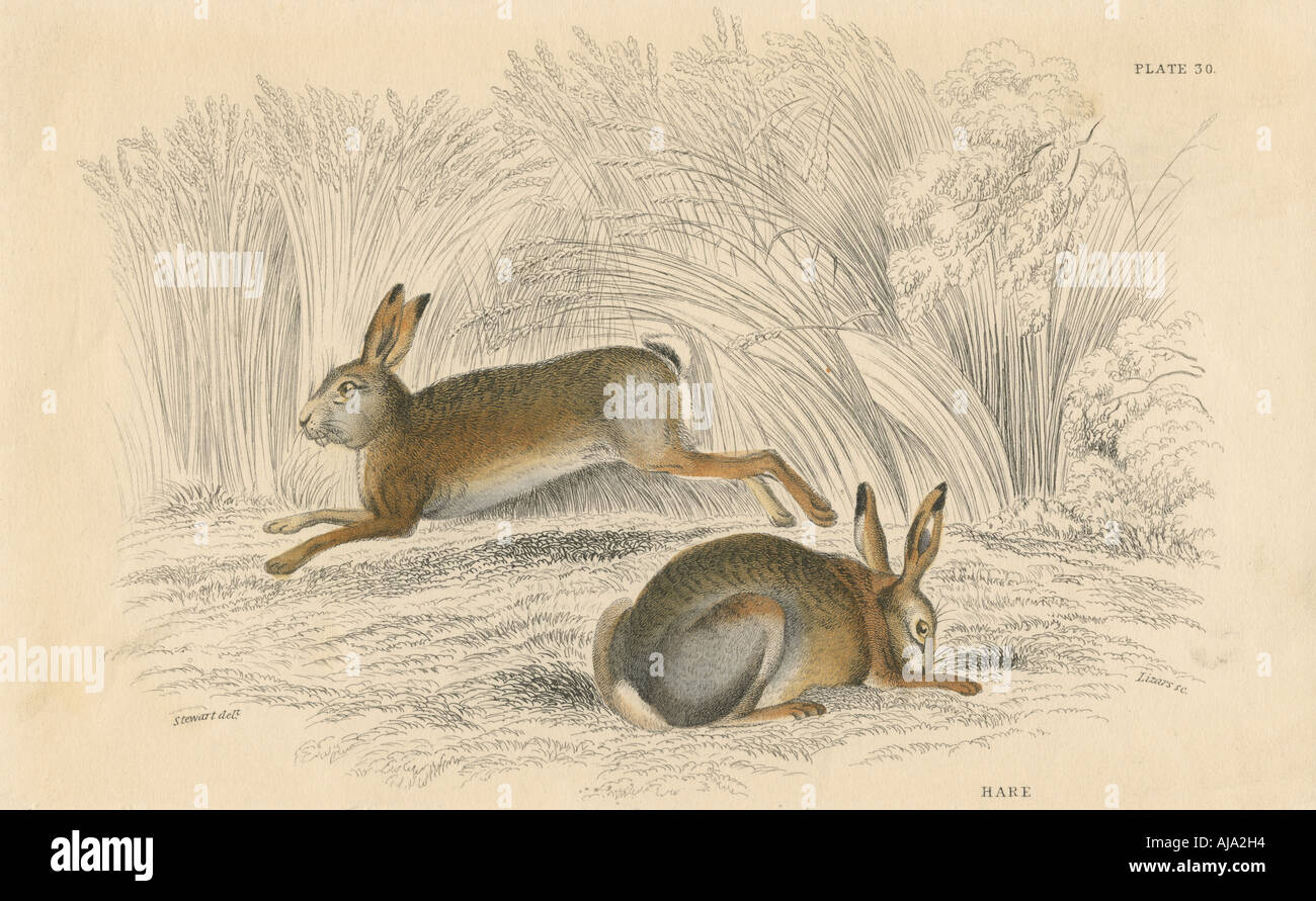 La lepre (Lepus europaeus), 1828. Artista: sconosciuto Foto Stock