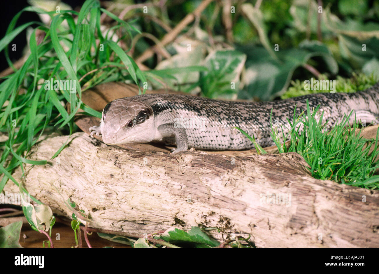 Comune o Blue-Tongued orientale Skink, Tiliqua scincoides scincoides, Scincidae Foto Stock