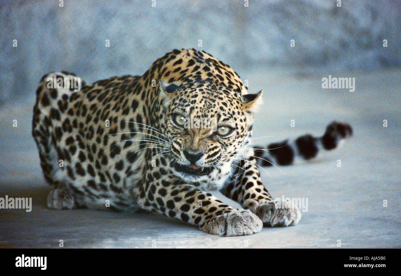 Leopardo Arabo Immagini E Fotografie Stock Ad Alta Risoluzione Alamy leopardo-arabo-immagini-e-fotografie-stock-ad-alta-risoluzione-alamy