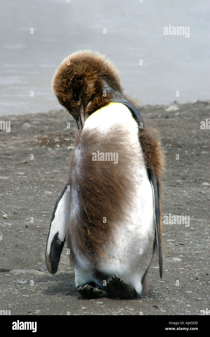 Giovane re pinguino al St Andrews Bay colony Georgia del Sud Antartide questo è il più grande re Penguin rookery nel mondo Foto Stock