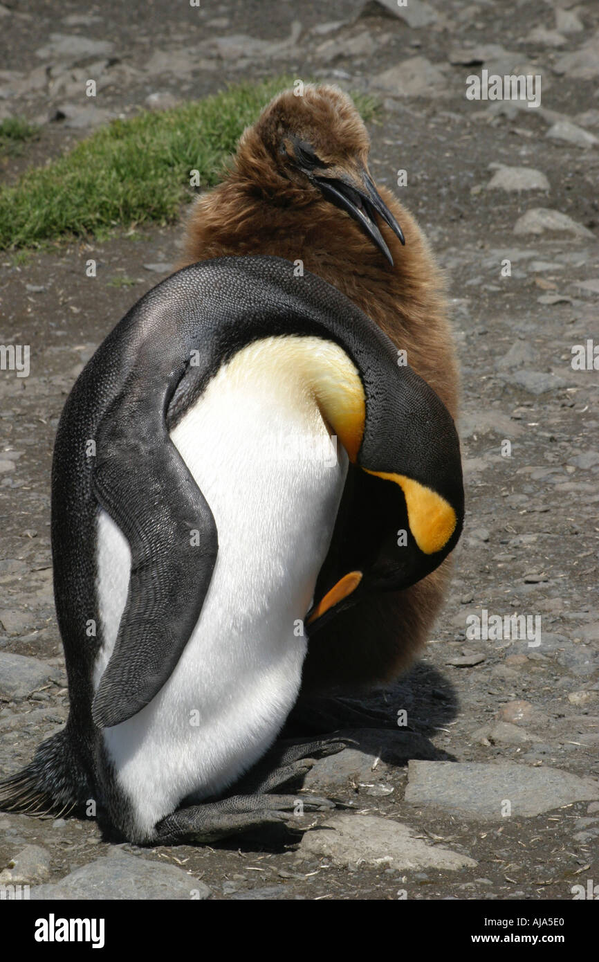 Giovane re pinguino con la madre a St Andrews Bay colony Georgia del Sud Antartide questo è il più grande re Penguin rookery Foto Stock