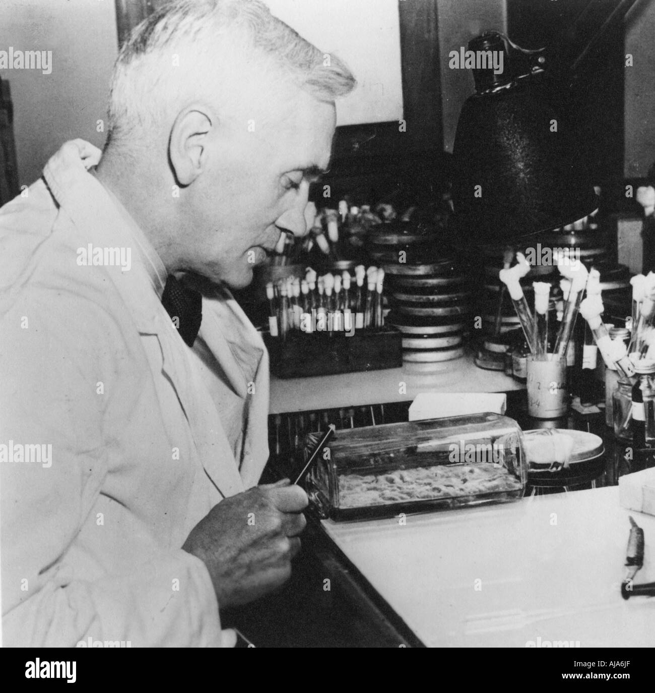 Alexander Fleming, bacteriologist scozzese nel suo laboratorio, 1930s. Artista: sconosciuto Foto Stock