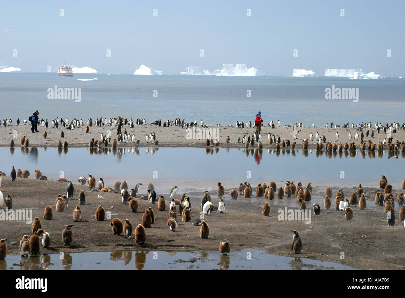 Re i pinguini e turisti sulla spiaggia di Baia di St Andrews Isola Georgia del Sud il re più grande colonia di pinguini nel mondo Foto Stock