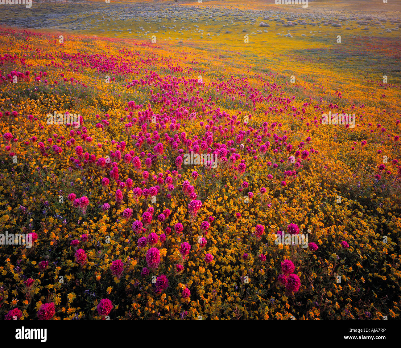 I campi di oro e di gufi Clover coprire il Deserto di Sonora pavimento in California s Antelope Valley Foto Stock