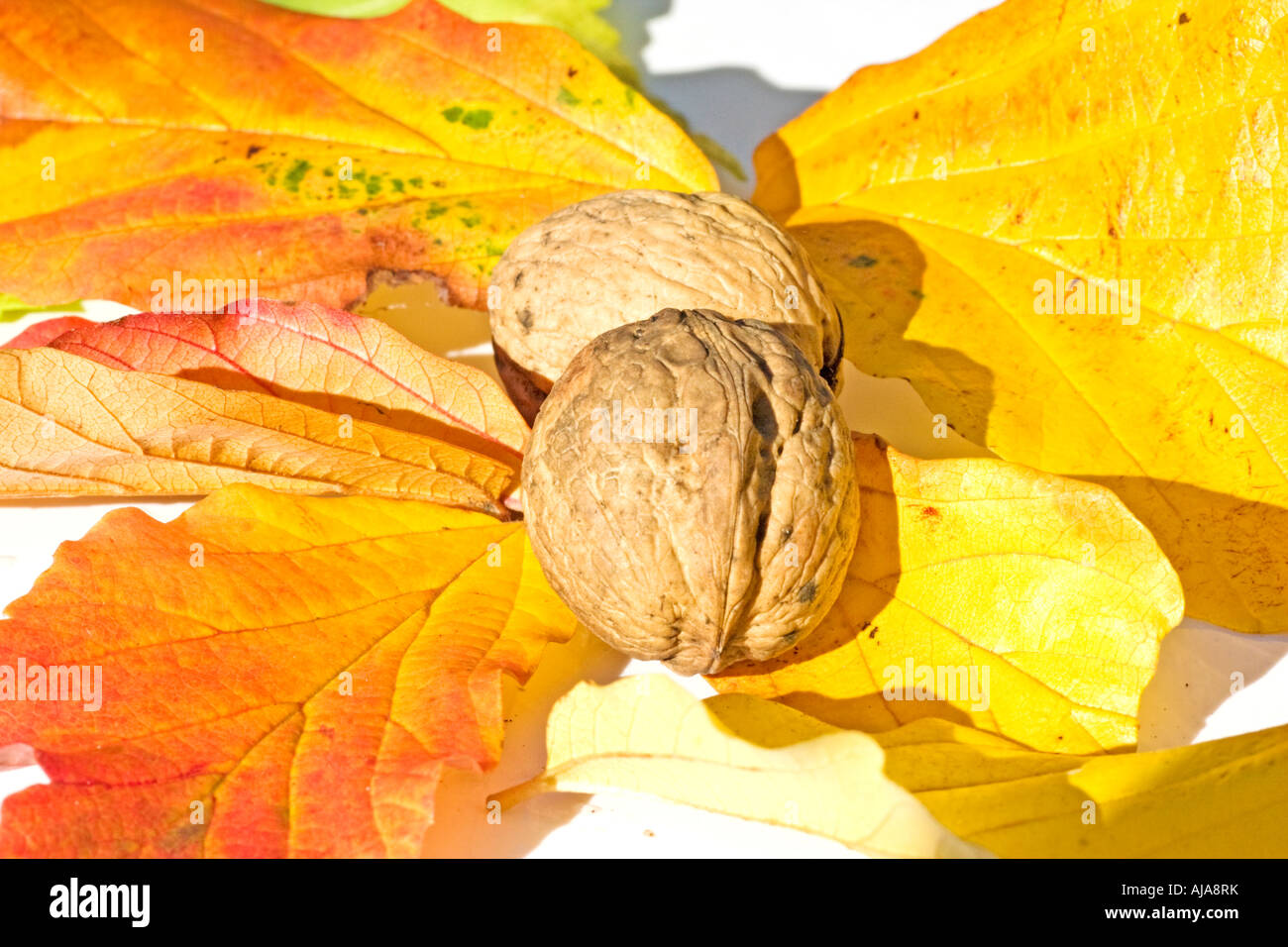 Foglie di autunno e dadi Foto Stock