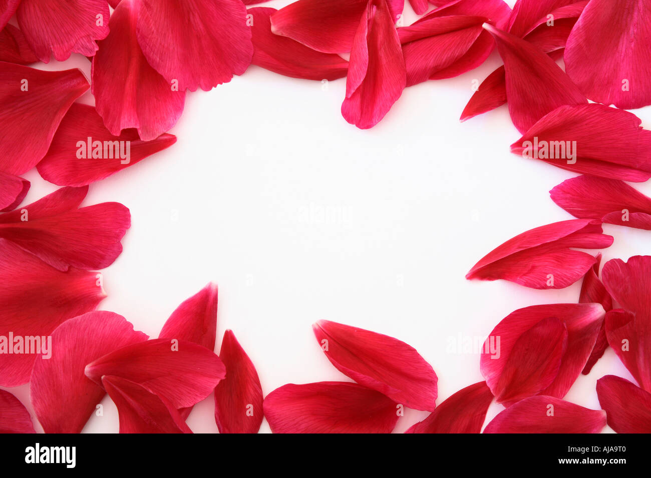 Telaio di petali con copia in bianco lo spazio ideale per matrimoni o di inviti alle note romantiche Foto Stock